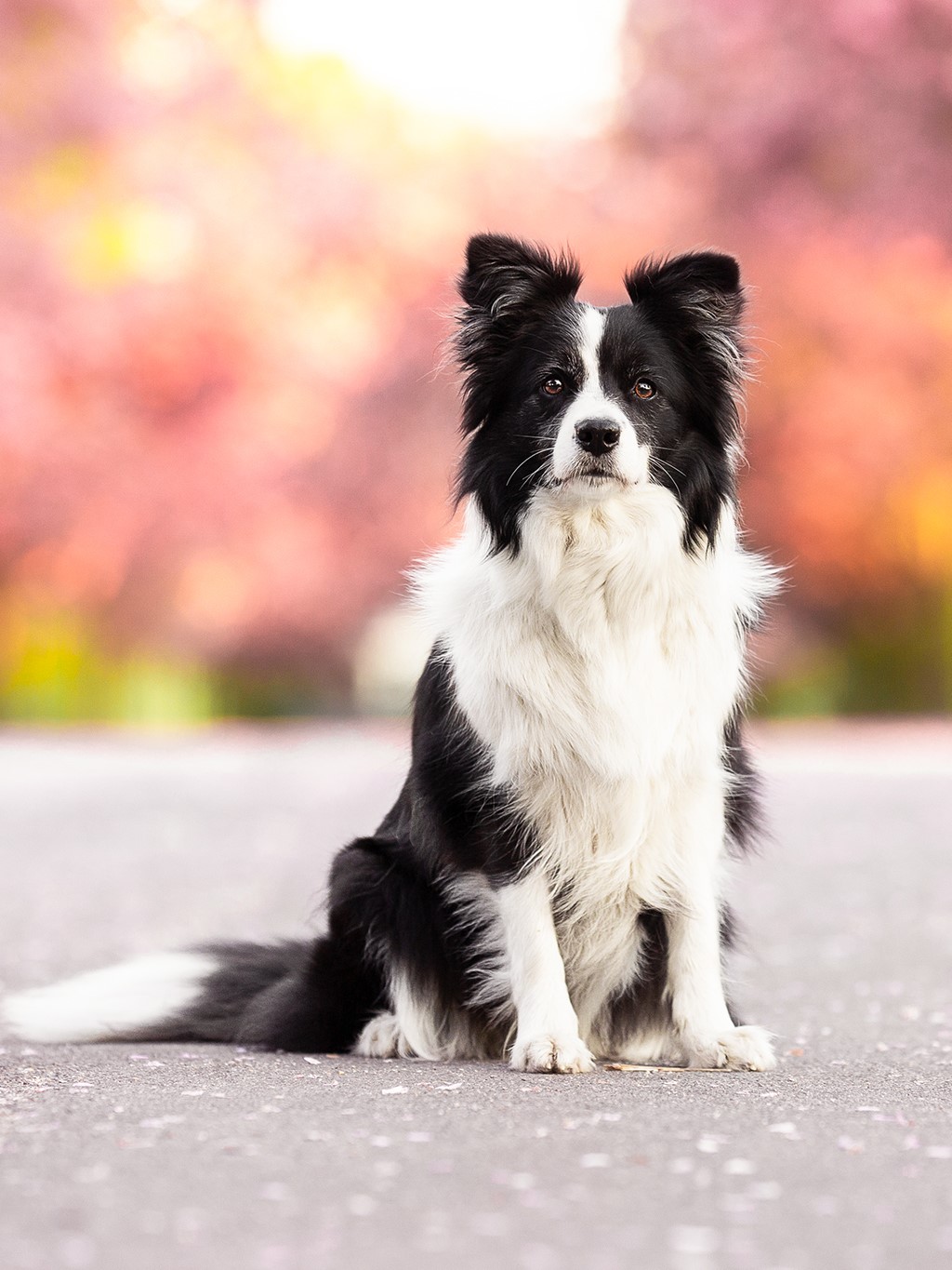 Bild von einem Border Collie