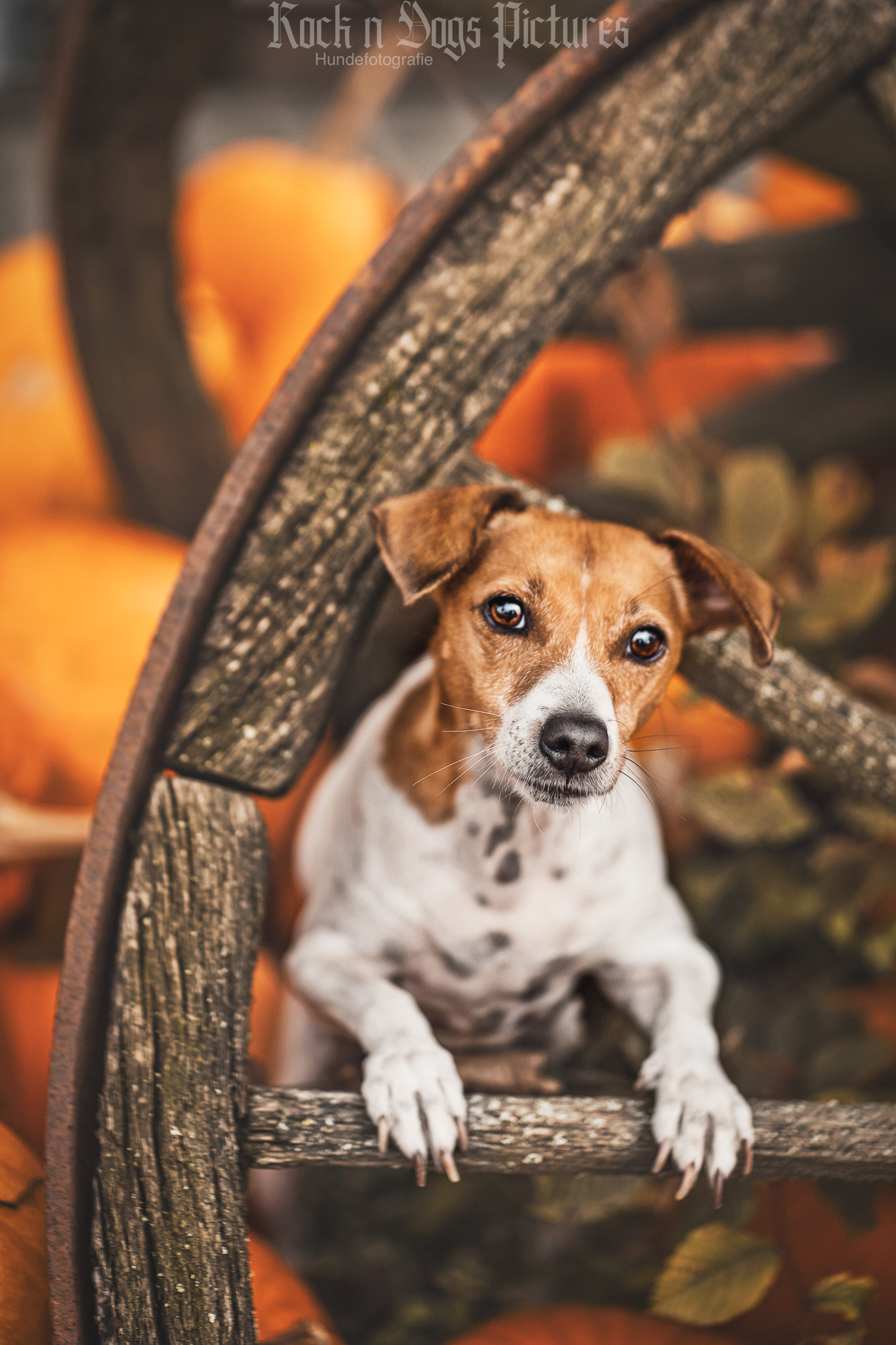 Hund hat Vorderpfoten auf einer Sprosse von einem Rad