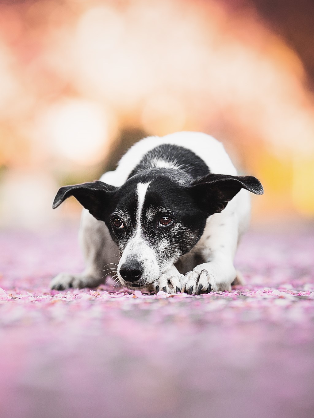 Bild von einem Bodeguero Whippet-Mix