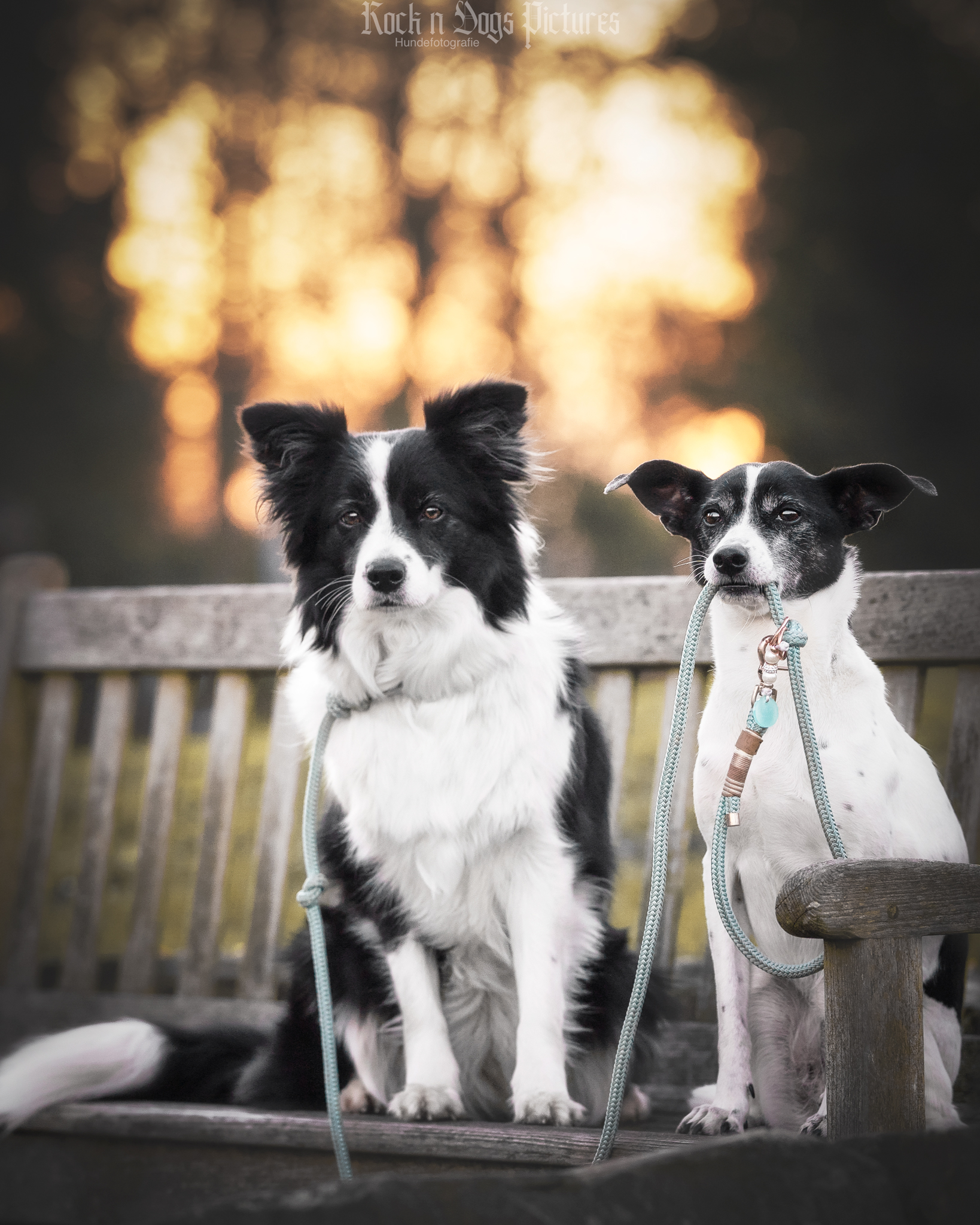 Hund hält anderen Hund an der Leine