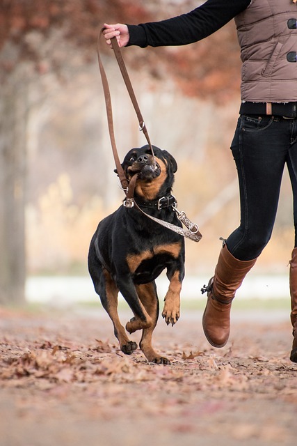 Hund springt und beißt in die Leine